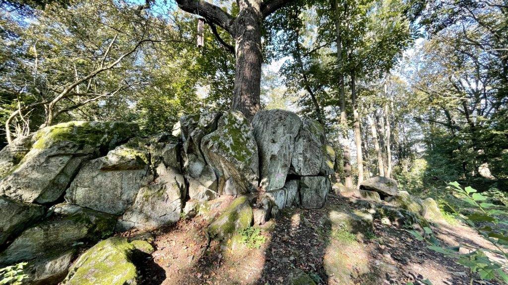 Eine 360-Grad-Ansicht eines Baumes in einem Wald.