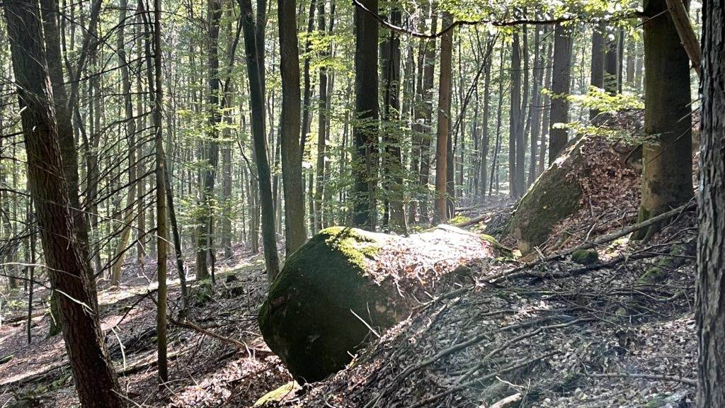 Ein großer Felsen mitten im Wald.