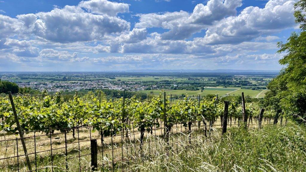 Ein Blick auf einen Weinberg mit Bäumen und ein Blick auf Laudenbach.