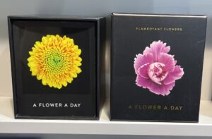 Eine Blume pro Tag und eine Blume pro Tag.
