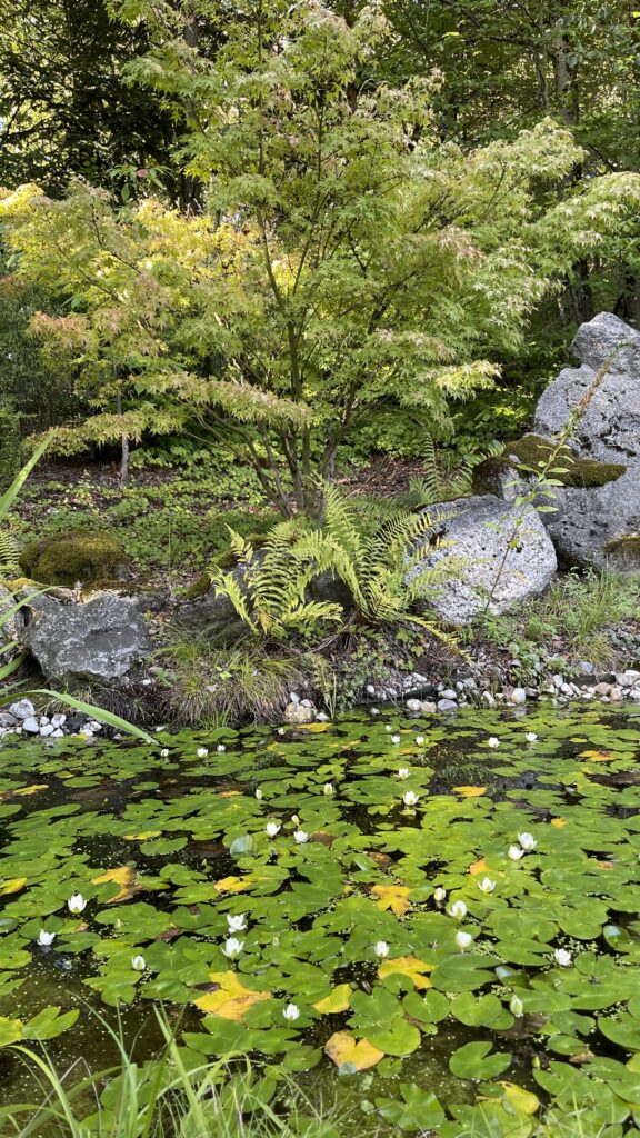 Ein ruhiger Teich mit Seerosen, umgeben von Felsen und üppigem Grün, darunter ein Baum und Farne, in einer friedlichen Gartenumgebung.