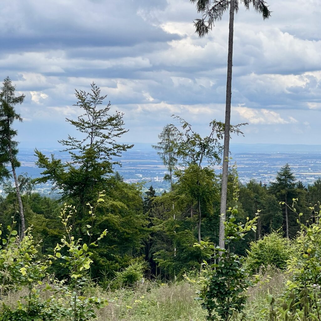 Blick auf eine entfernte Stadtlandschaft durch hohe Bäume und Grün unter einem bewölkten Himmel.