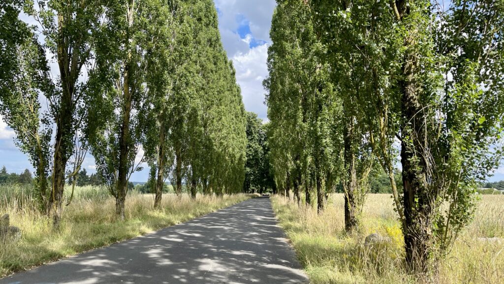 Eine schmale Straße, die auf beiden Seiten von hohen Bäumen gesäumt ist, führt unter einem teilweise bewölkten Himmel in die Ferne. Grasbewachsene Felder säumen die Straße.