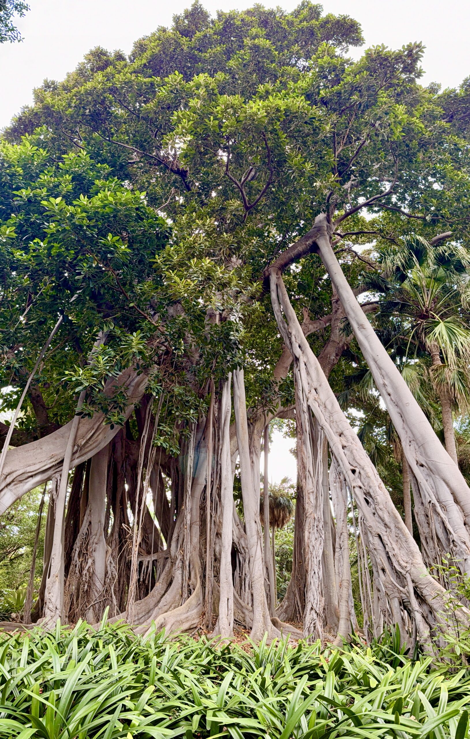 Großer Banyanbaum mit zahlreichen Luftwurzeln, die von seinen Ästen herabhängen, umgeben von grünem Laub und Pflanzen an der Basis.