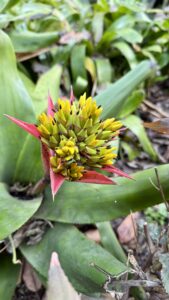 Nahaufnahme einer Bromelienpflanze mit spitzen grünen Blättern und einem Büschel kleiner gelber Blüten, die aus roten Hochblättern hervorgehen.