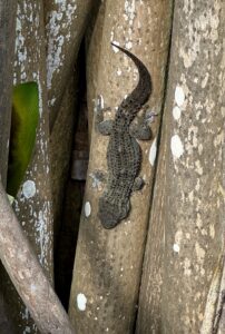 Ein dunkler, gemusterter Gecko ruht sich auf der Rinde eines Baumes mit weißen Flechtenflecken aus.