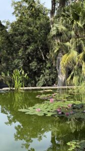 Ein Teich mit grünem Wasser, schwimmenden Seerosen mit rosa Blüten und dichten grünen Bäumen und Palmen im Hintergrund.