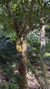 Ein Jackfruchtbaum mit drei großen, reifen Jackfrüchten, die an seinem Stamm hängen, umgeben von dichtem grünen Laub und abgefallenen Blättern auf dem Boden.