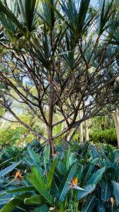 Padanus Baum mit vielen Ästen und langen, schmalen Blättern steht in einem tropischen Garten überorangefarbenen Paradiesvogelblumen.