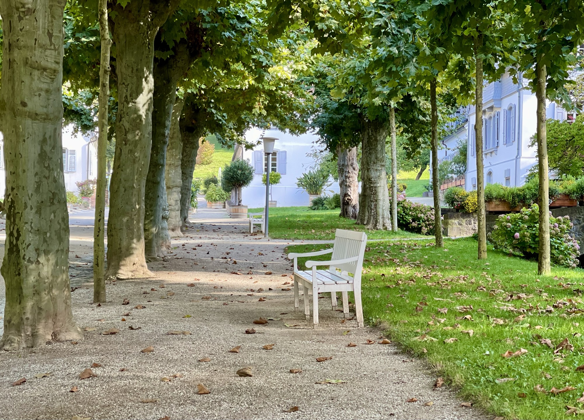 Allee im Fürstenlager bei Bensheim-Auerbach.