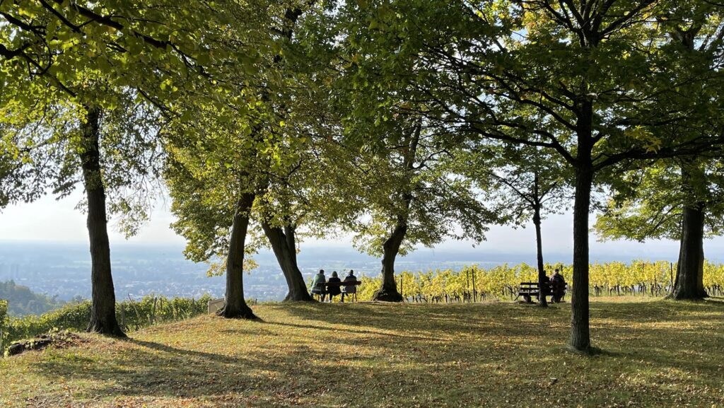Menschen sitzen auf Bänken unter großen Bäumen in einem Park und blicken an einem sonnigen Tag auf einen Weinberg und die ferne Landschaft.