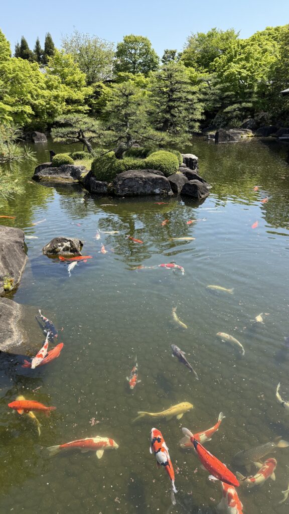 An einem sonnigen Tag schwimmen bunte Koi-Fische in einem Teich, der von Felsen, grünen Bäumen und gestutzten Sträuchern umgeben ist, in einem japanischen Garten.