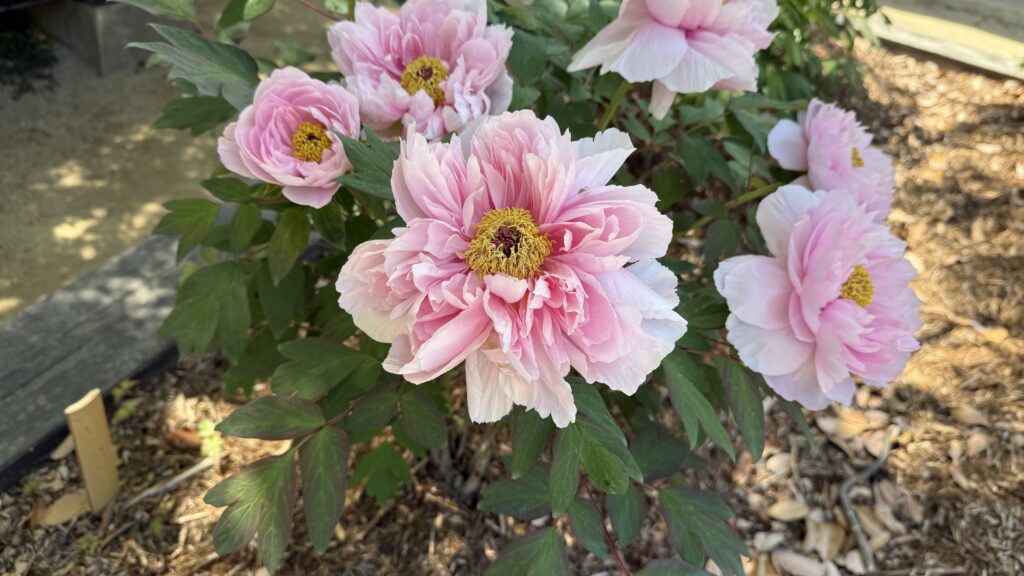Rosa Pfingstrosenblüten mit gelben Blütenmitten blühen inmitten von grünem Laub und Mulch in einer Gartenlandschaft.