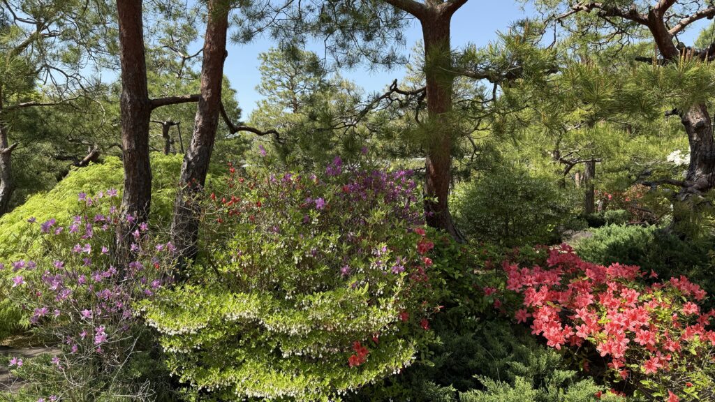 In einem grünen Garten wachsen unter Kiefern blühende Sträucher mit violetten und roten Blüten, und durch die Zweige hindurch ist der blaue Himmel zu sehen.